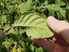 Cestrum elegans