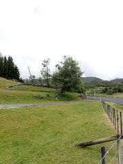 Sophora longicarinata