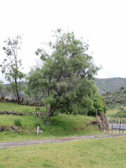 Sophora longicarinata
