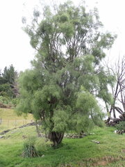 Sophora longicarinata