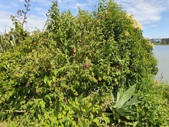 Cestrum elegans