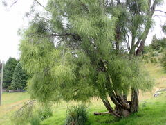 Sophora longicarinata