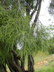 Sophora longicarinata