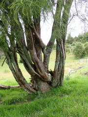 Sophora longicarinata