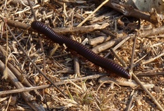 Archispirostreptus syriacus