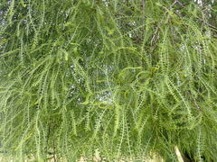 Sophora longicarinata