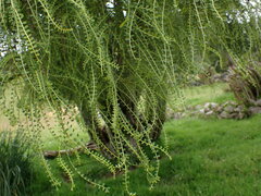 Sophora longicarinata