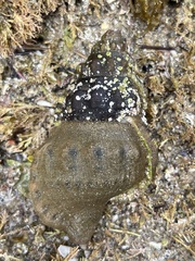 Ranella australasia