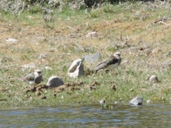 Vanellus resplendens