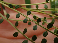 Sophora longicarinata