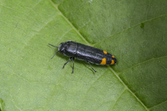 Ptosima chinensis