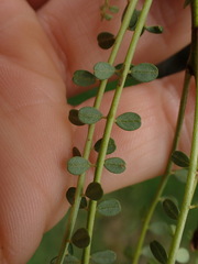 Sophora longicarinata