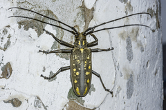 Batocera lineolata