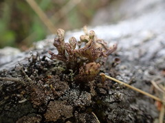 Thysanothecium scutellatum