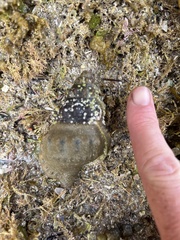 Ranella australasia