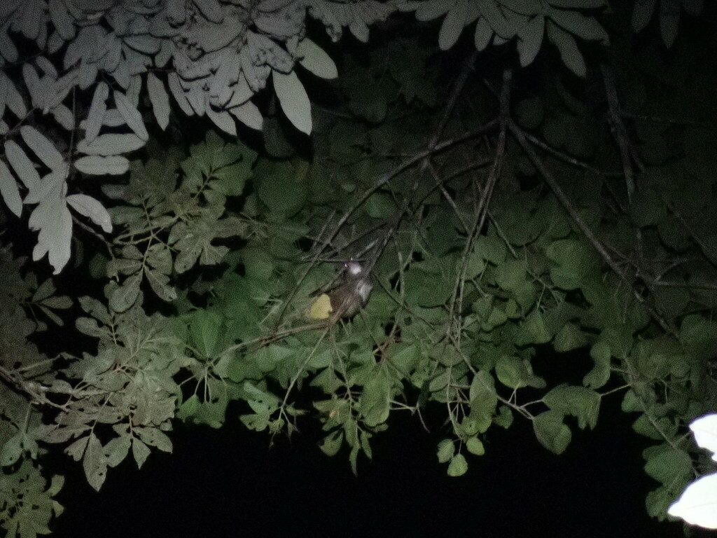 Green Ringtail Possum