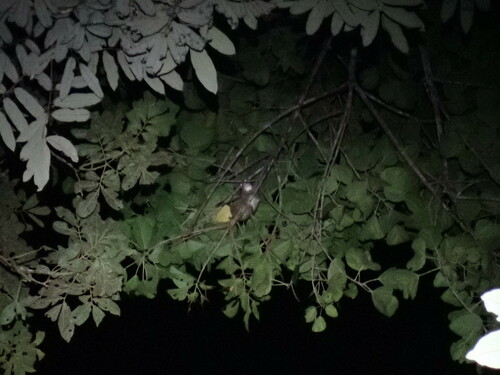 Green Ringtail Possum