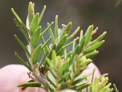 Melaleuca cuticularis