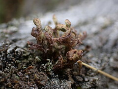 Thysanothecium scutellatum