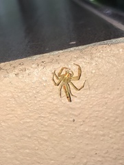 Viciria pavesii