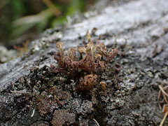 Thysanothecium scutellatum