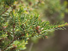 Melaleuca cuticularis