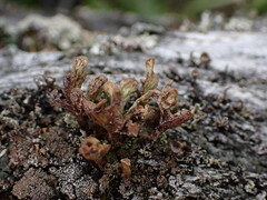 Thysanothecium scutellatum