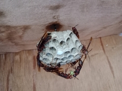 Polistes tenebricosus