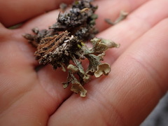 Thysanothecium scutellatum