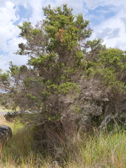 Melaleuca cuticularis