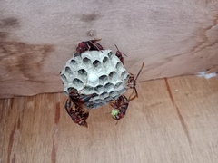 Polistes tenebricosus