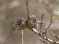 Melaleuca cuticularis