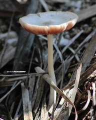 Bolbitius coprophilus