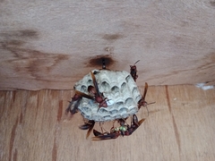 Polistes tenebricosus