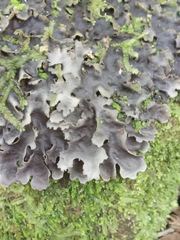 Pseudocyphellaria dissimilis