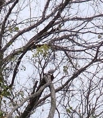 Melanerpes