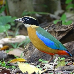 Pitta moluccensis
