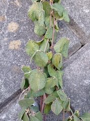 Rhynchosia volubilis