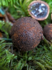 Elaphomyces