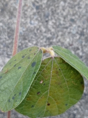 Rhynchosia volubilis