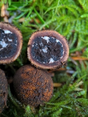 Elaphomyces