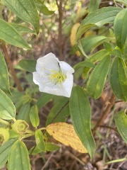 Melastoma