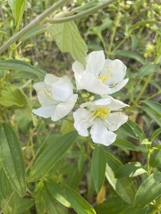 Melastoma