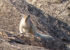 Funambulus palmarum