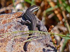 Pseudemoia entrecasteauxii