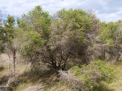 Melaleuca densa
