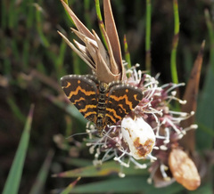 Chrysolarentia chrysocyma