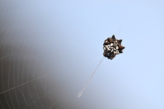 Thelacantha brevispina