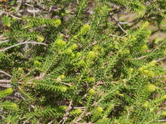 Melaleuca densa