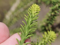 Melaleuca densa
